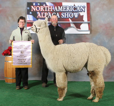 Champion alpaca from Snowshoe farm, Peacham, Vermont